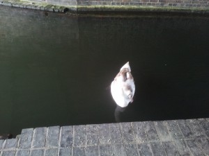 A fully-grown cygnet at Anchor Bridge
