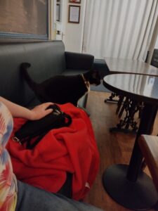 Pubcat, The New Inn